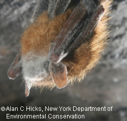 White Nose Syndrome